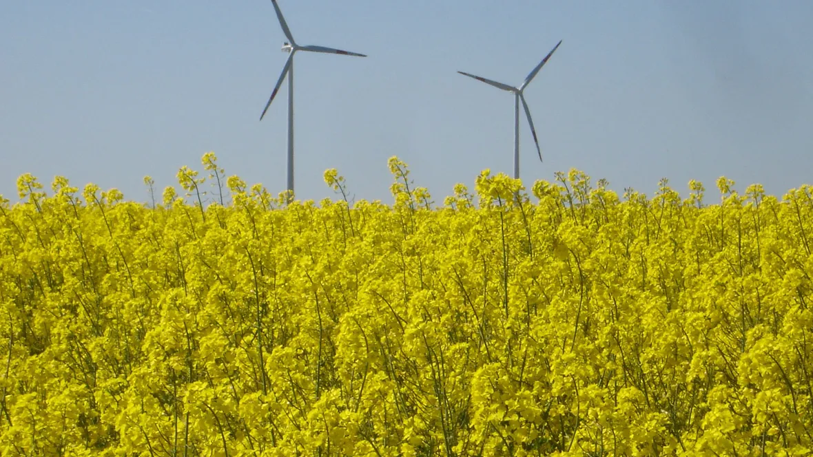 vindkraftverk och rapsfält