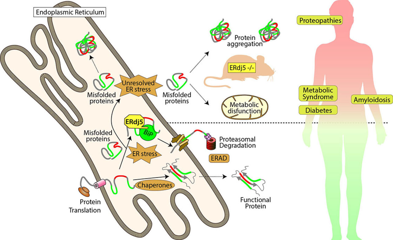 Endoplastic reticulum