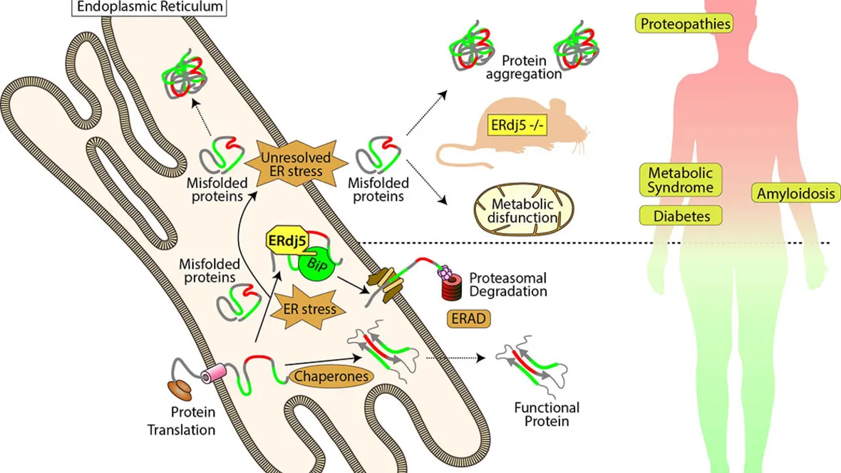 Endoplastic reticulum