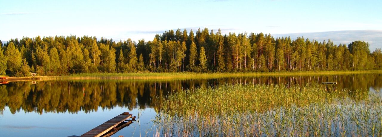 lake in forest