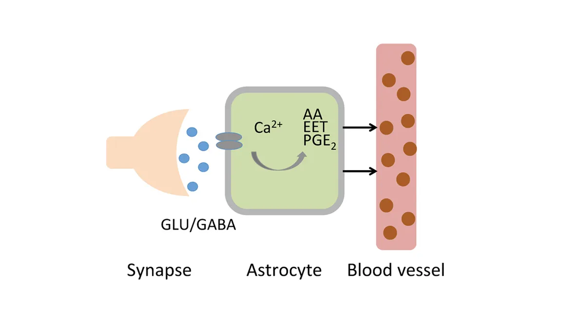Grafik över mekanistisk modellering av hjärnans funktion.