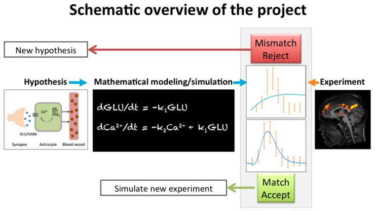 Diagram över projektet mekanistisk modellering av hjärnans funktion.