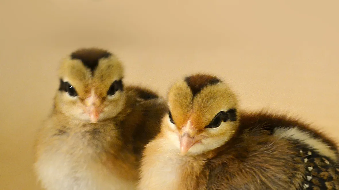 Bild på kycklingar, Red Jungle Fowl.