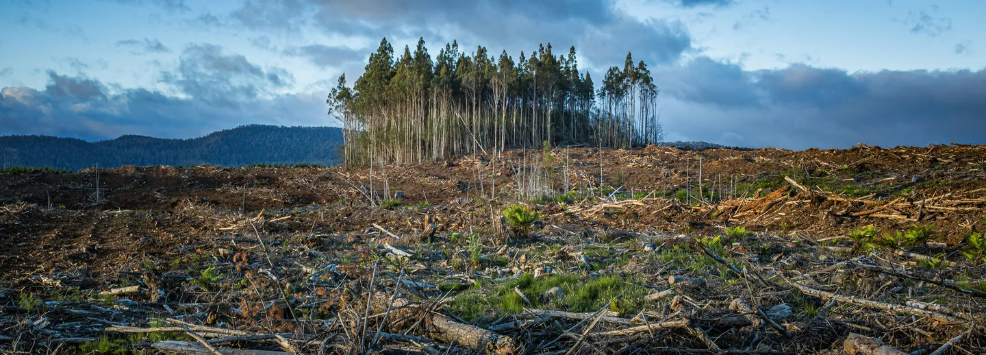 Kalhygge med en liten grupp träd kvar, omgiven av grenar och stubbar. Skogsklädda berg och mörka moln i bakgrunden.