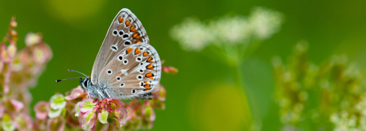 fjäril på ängsblomma