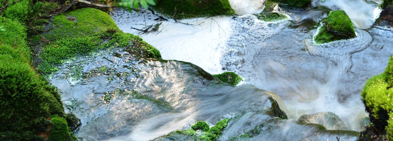 rippling water in a forest environment