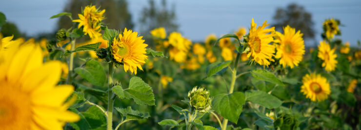 Sunflowers in a field in Östergotland.