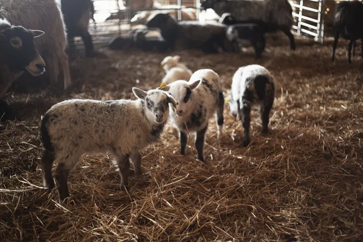 Foto på får och lamm.