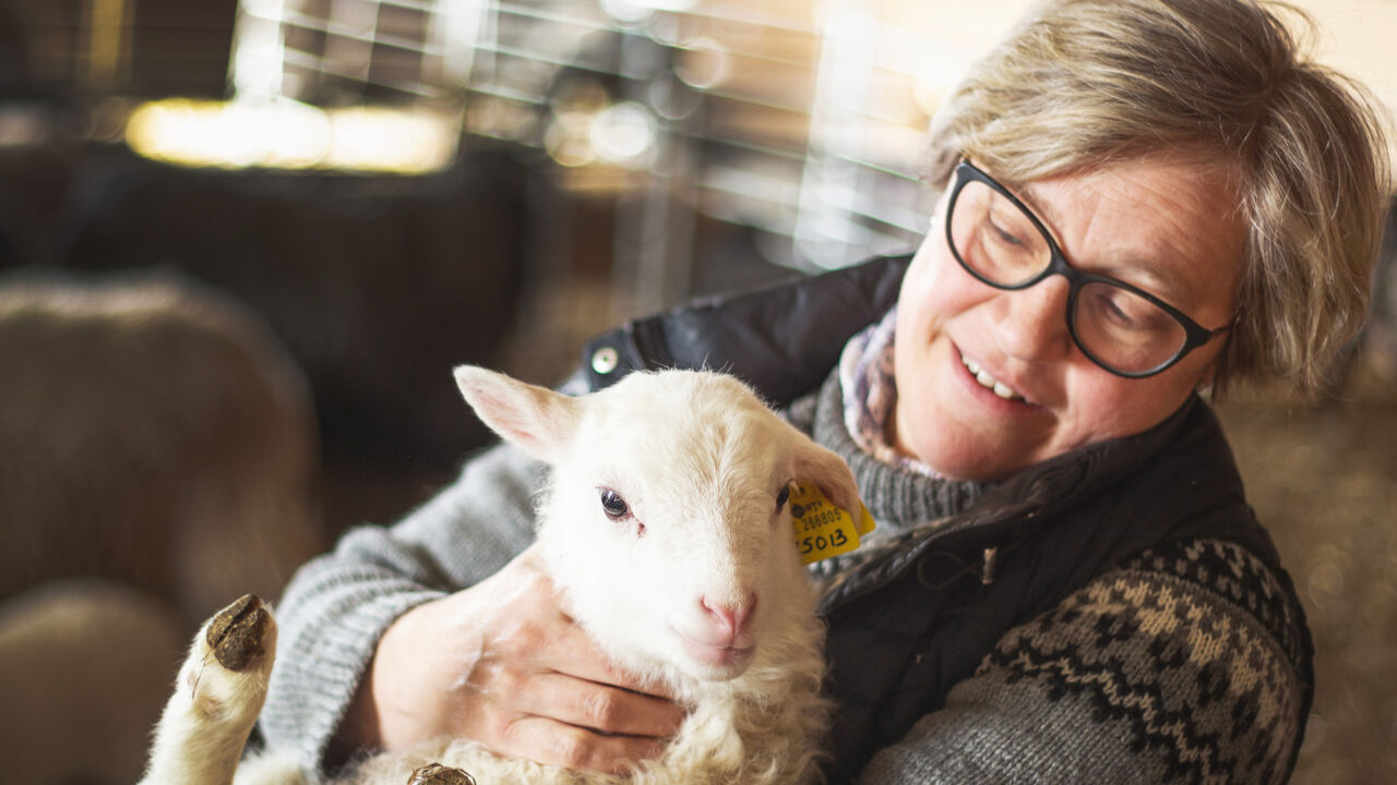 Kvinnlig bonde håller lamm. 