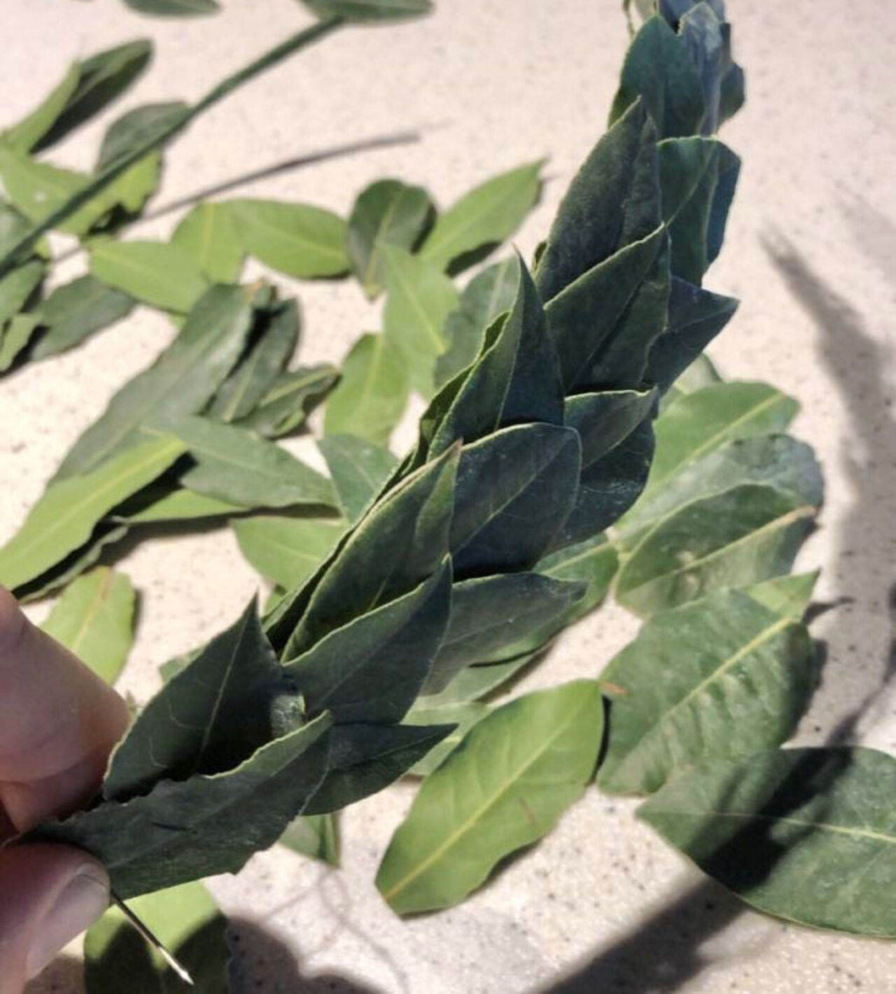 Laurel wreath created by Erica Johansson 2024.