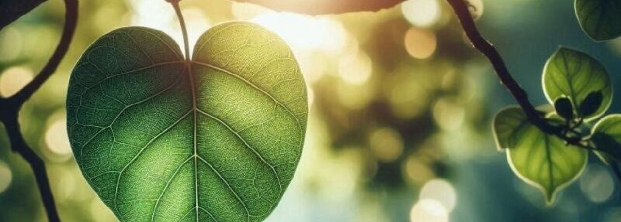 A picture of a leaf in backlight