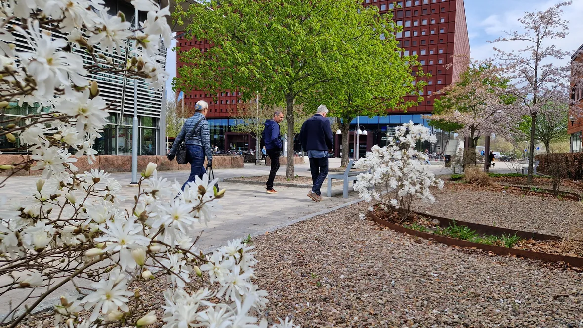Spring at Linköping University. Studenthuset in the background.