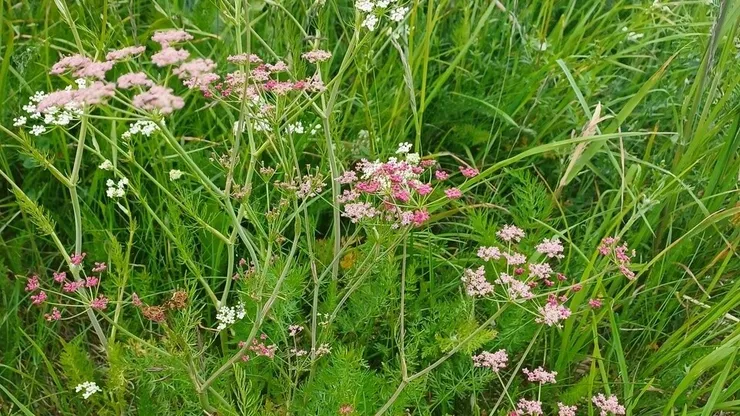 Caraway