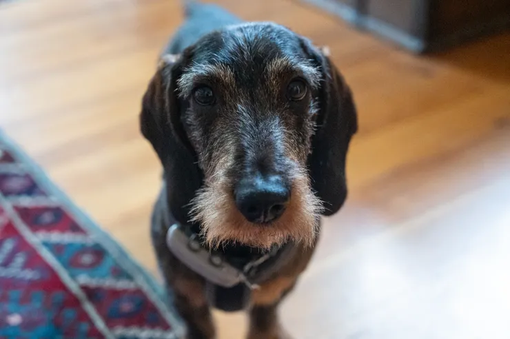 En hund i ett vardagsrum