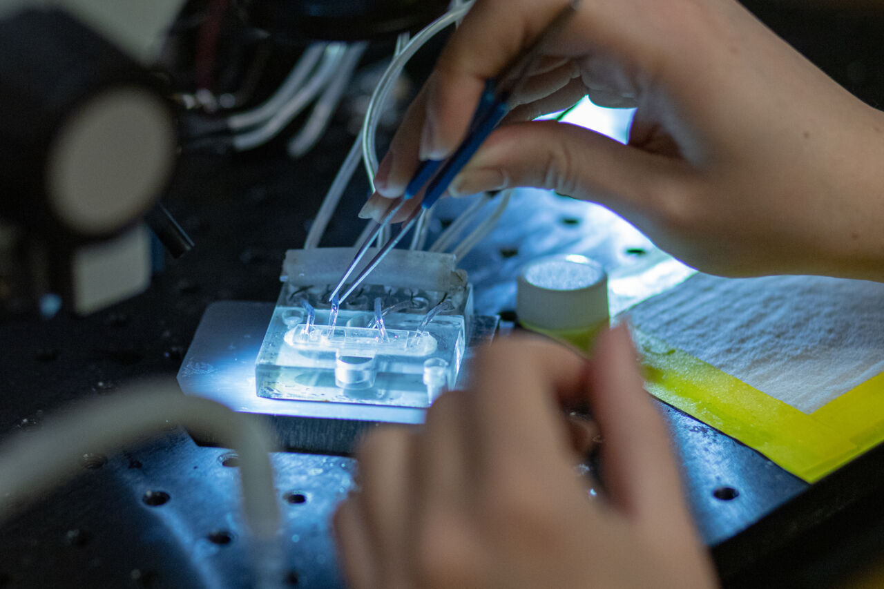 Close-up of a microscope with strong lights and a hand holding a pair of tweazers.