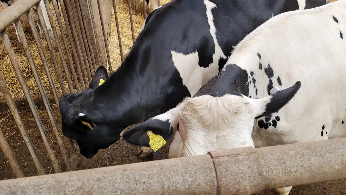 Två svenska mjölkkor med Anicares aktivitetsmätare i vänster öra.