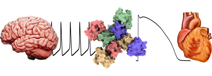 Ion channels course