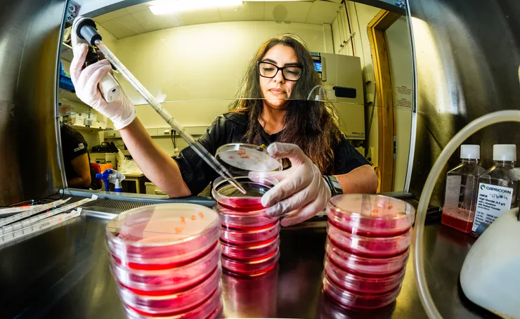 Female researcher working with cells in a lab.