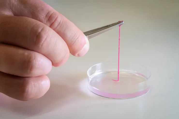 Researcher holding a thread made from a red gelatinous material.
