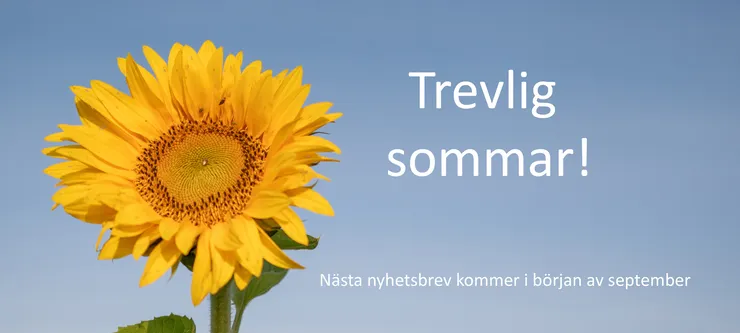 en bild på en solros