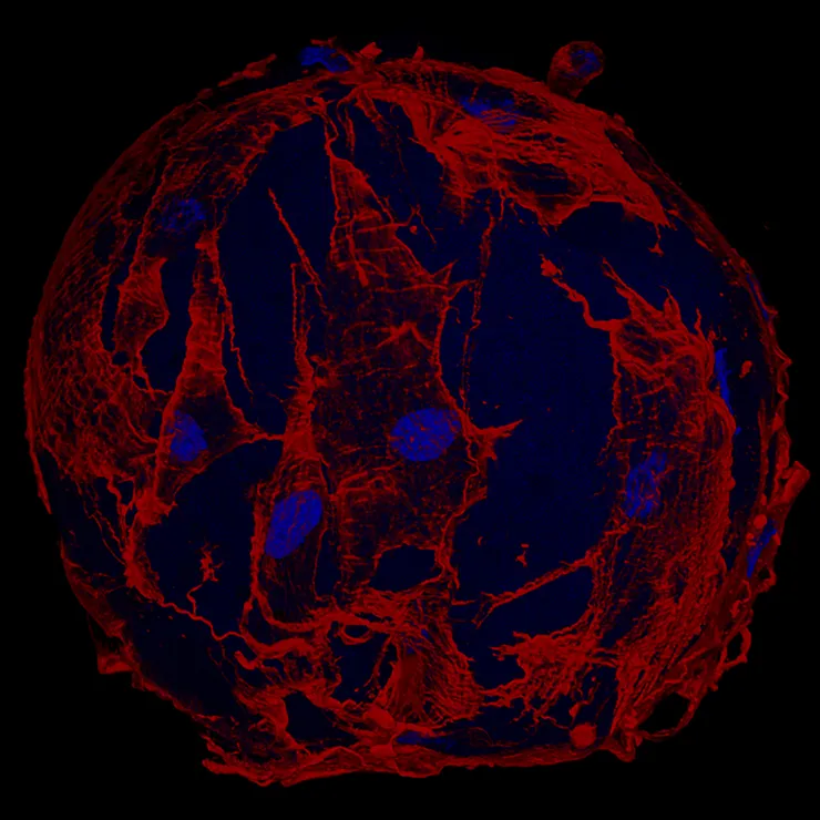 A cell stained in red and blue
