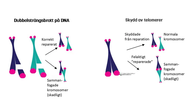 Illustration dna-reparation och skydd av telomerer.