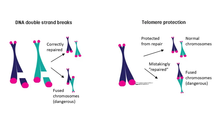 Illustration of damaged DNA compared to telomeres.