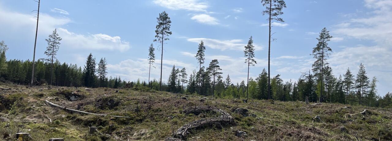 Deforestation