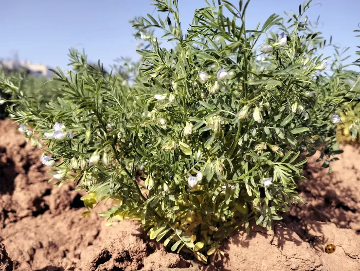Lentil crop.