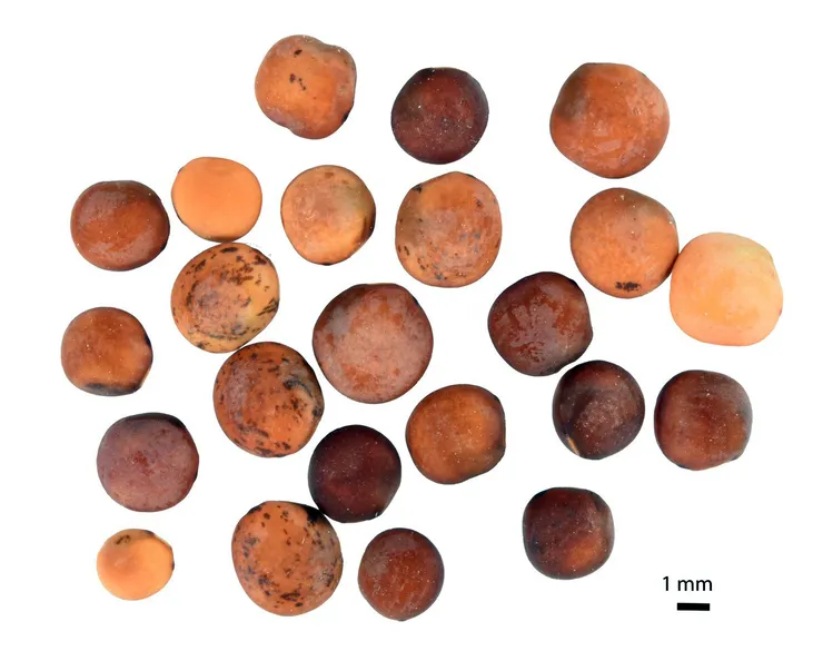 A dussin lentils with variation in form and colour.
