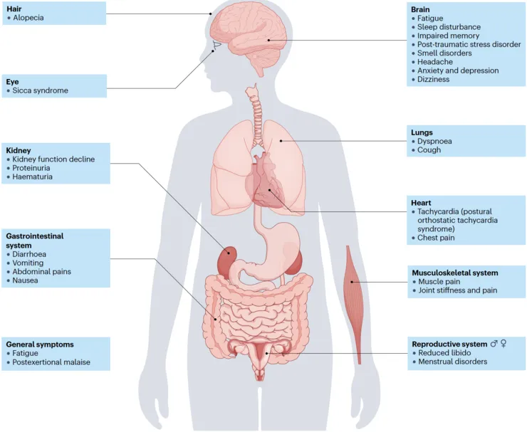 En bildillustration över njurforskning