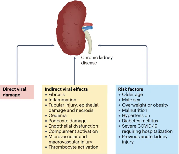 En bild illustration över njurforskning