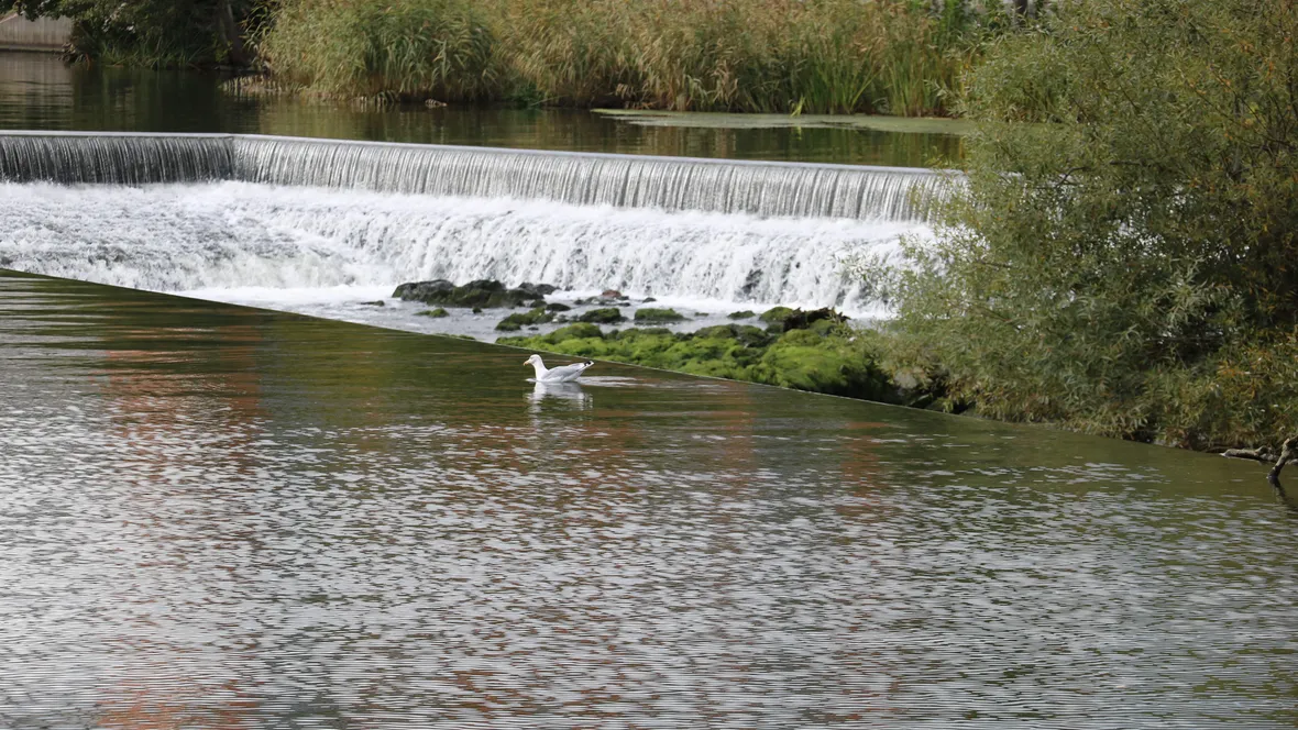 Water at Campus Norrköping and a seagull.