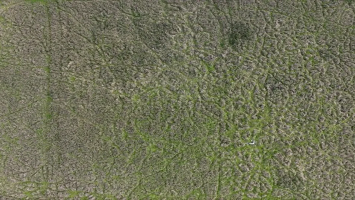Bilden visar en drönarbild över ett vårkornfält inför skörd. De gröna gångarna i grödan har orsakats av vildsvin. 
