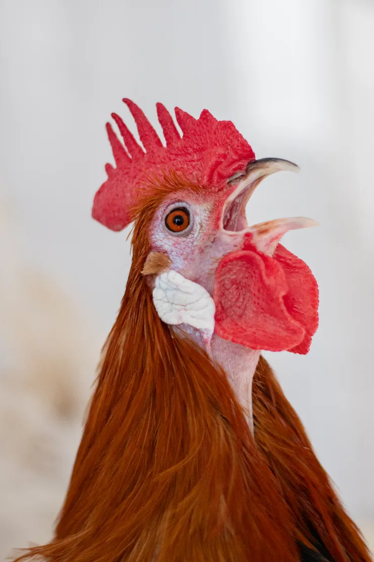 Galande djungelhönstupp.