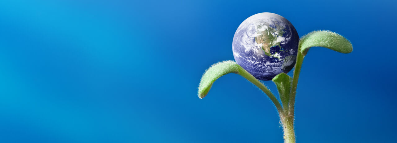 Kollage föreställande en jordglob på ett växtskott