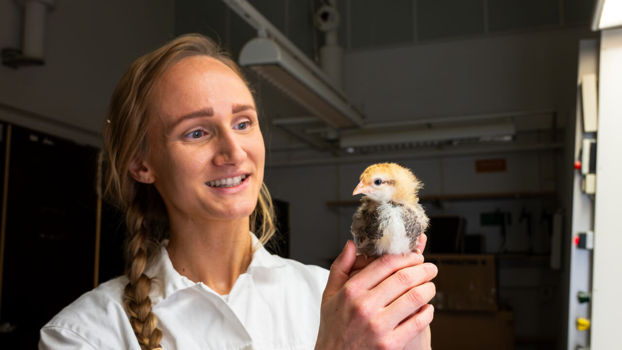 Kvinna i vit labbrock med kyckling