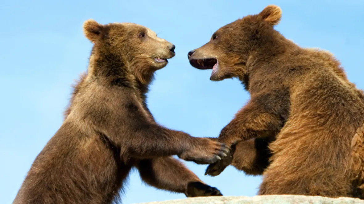 två björnungar leker