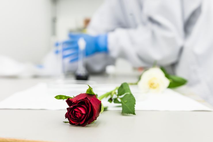 A red rose is laying down on a work bench. In the blurry background you can se a person wearing a lab coat and blue rubber gloves.