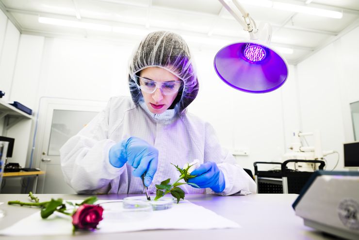 Woman (Eleni Stavrinidou) wearing a lab coat examines a rose