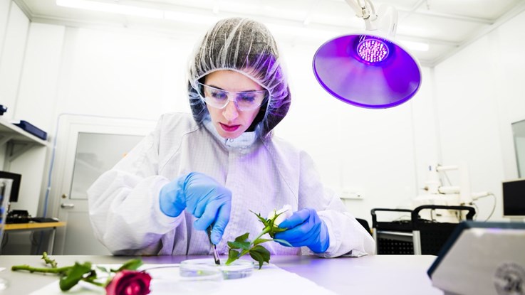 Woman (Eleni Stavrinidou) wearing a lab coat examines a rose