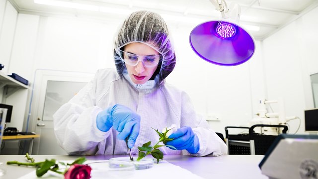 Kvinna (Eleni Stavrinidou) i labbrock undersöker en ros