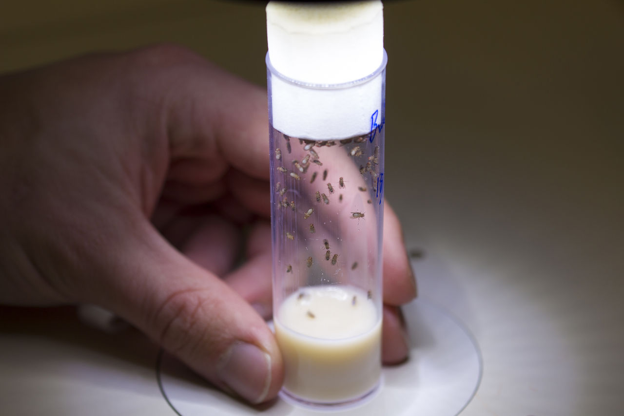 bananflugor i ett rör