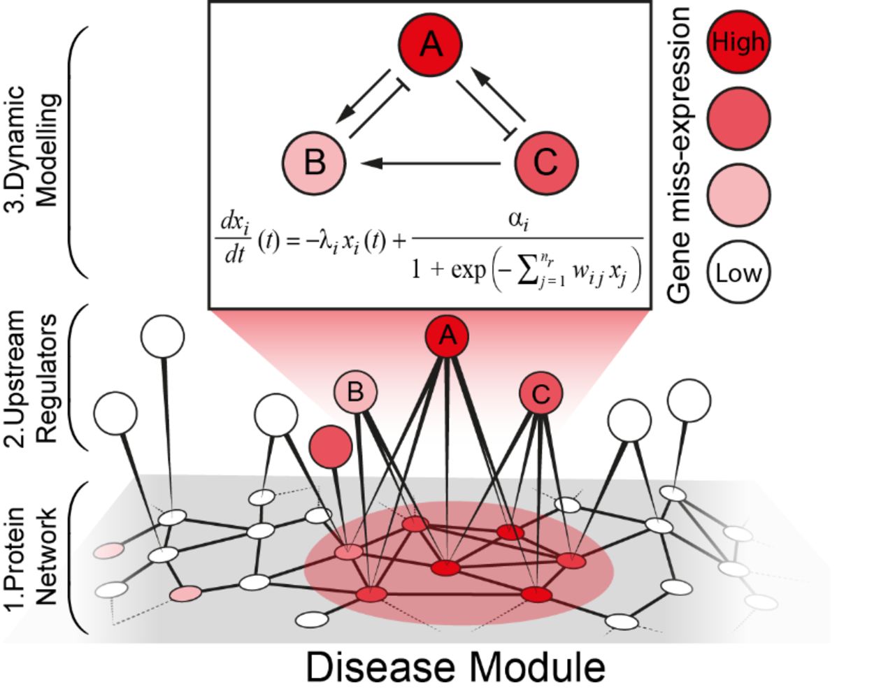 (1) Molecular disease modules are identified as densely connected miss expressed groups of genes, by combining the protein interaction network with data of miss expression in diseases. (2) We identify the most important upstream regulators of the disease modules using a gene regulatory network of T cell differentiation. (3) Non-linear Dynamical modelling of those upstream regulators and their genome-wide downstream effects are performed in T cell differentiation.