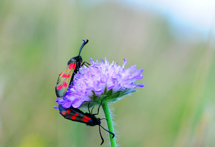 The picture shows two six-spot burnets on a purple flower