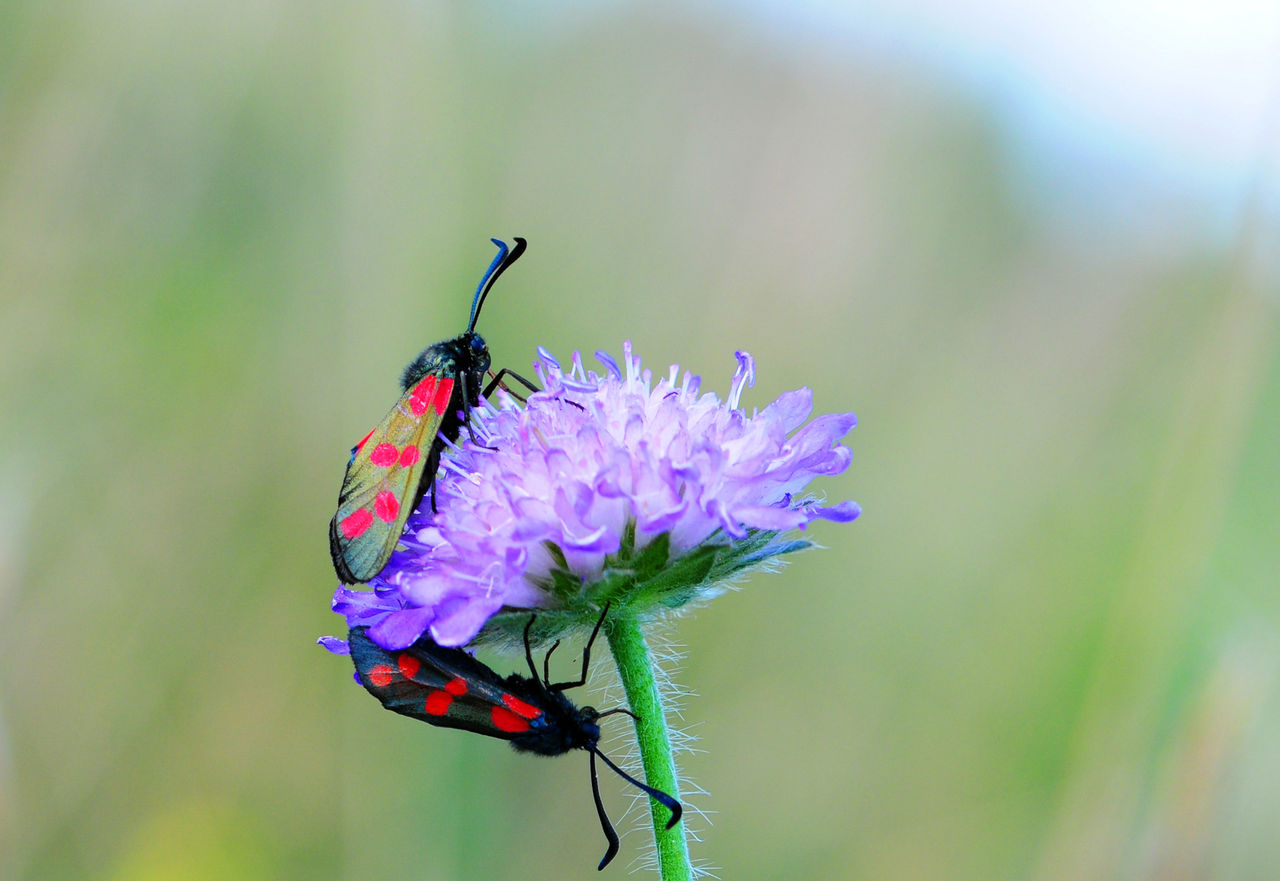 The picture shows two six-spot burnets on a purple flower