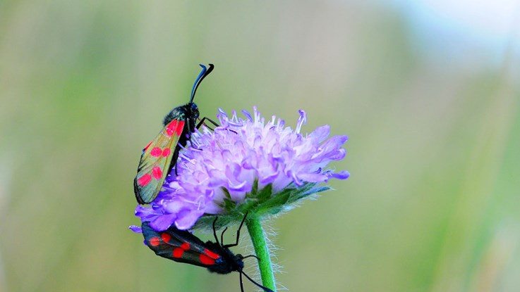 The picture shows two six-spot burnets on a purple flower
