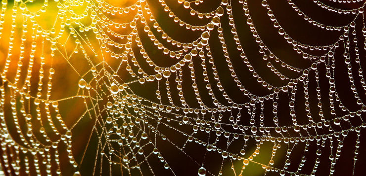 A spider's web with water drops.