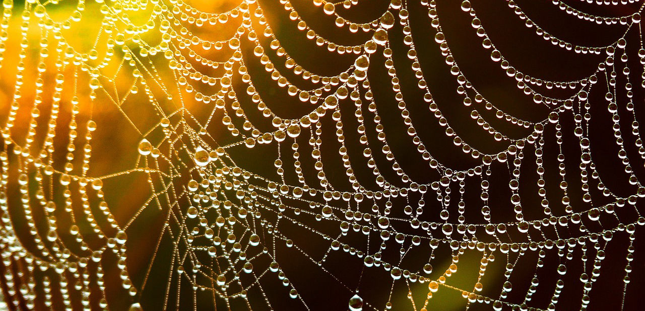 a spider's web with water drops.