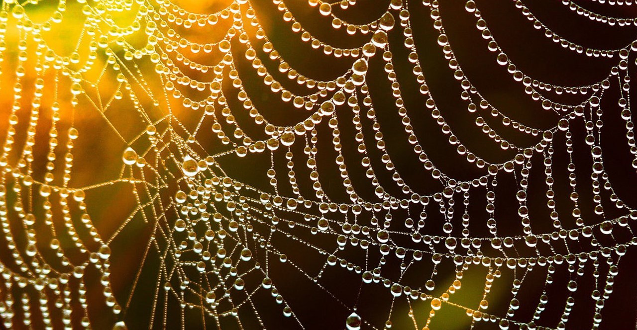 a spider's web with water drops.